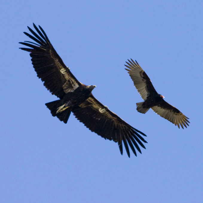 Hakai Magazine: California Condors Hit a Milestone in Their&nbsp;Recovery