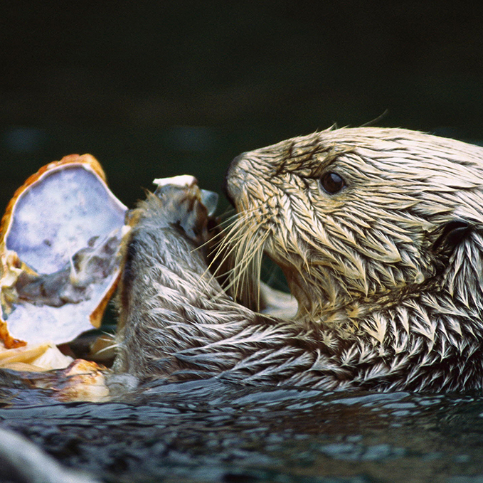 Hakai Magazine: For California Crabbers, Sea Otters Are Not a Threat to Dungeness&nbsp;Catch