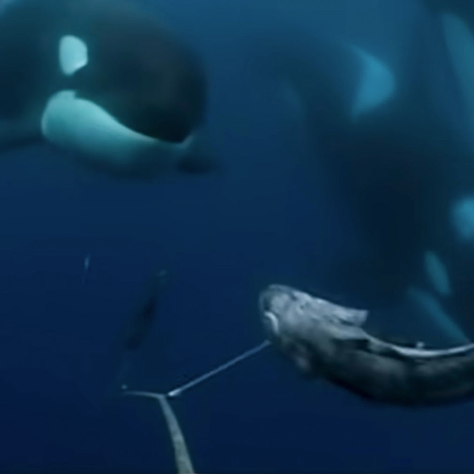 Hakai Magazine: Clever Whales and the Violent Fight for Fish on the&nbsp;Line