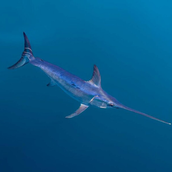 National Fisherman: The slow death and uncertain future of California’s swordfish&nbsp;fishery